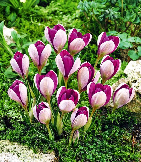Krokus Mammut Yalta Zwiebelpflanze - Bild 1