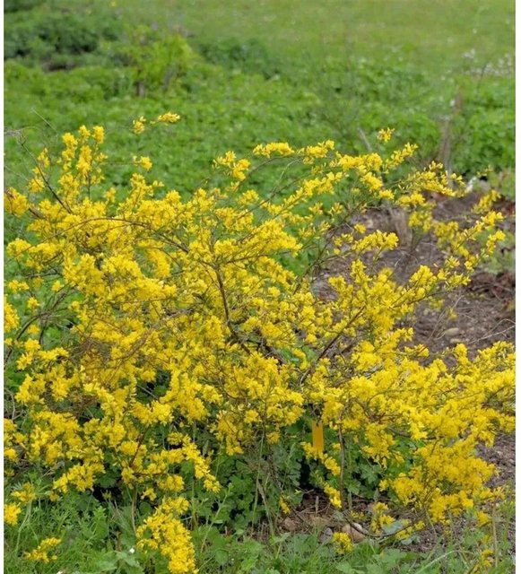 Regensburger Ginster Chamaecytisus ratisbonensis gelb ornamental Zierstrauch für Garten und Kübelpflanzung - Bild 1