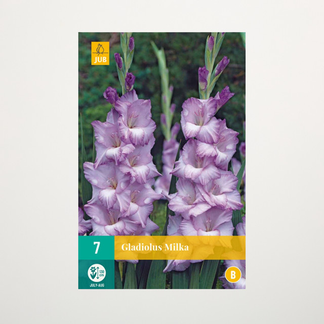 Gladiole Milka Blumenzwiebeln mit 7 Knollen für Garten, Balkon und Terrasse - Bild 1