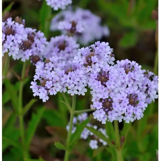 Steifes Eisenkraut Polaris Verbena rigida als mehrjährige Pflanze in lila für Beet, Rabatte und als Bienenweide oder Schnittblume - Bild 1