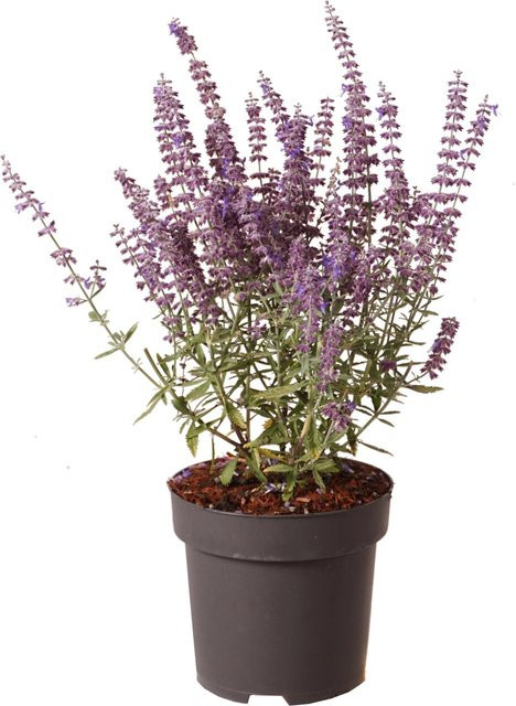 GROW by OBI Blauraute Prime Time Perovskia atriplicifolia im Topf, Höhe: 40 cm - Bild 1