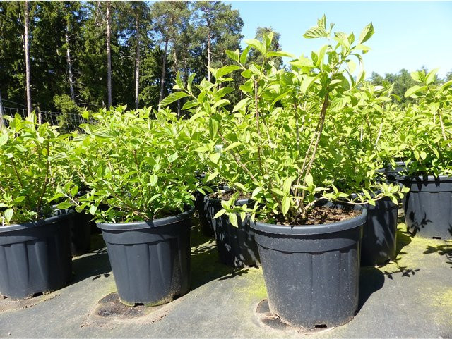 Winterharte Limelight Rispenhortensie Hydrangea Paniculata in Weiß und Grün, Höhe: 70 cm - Bild 1