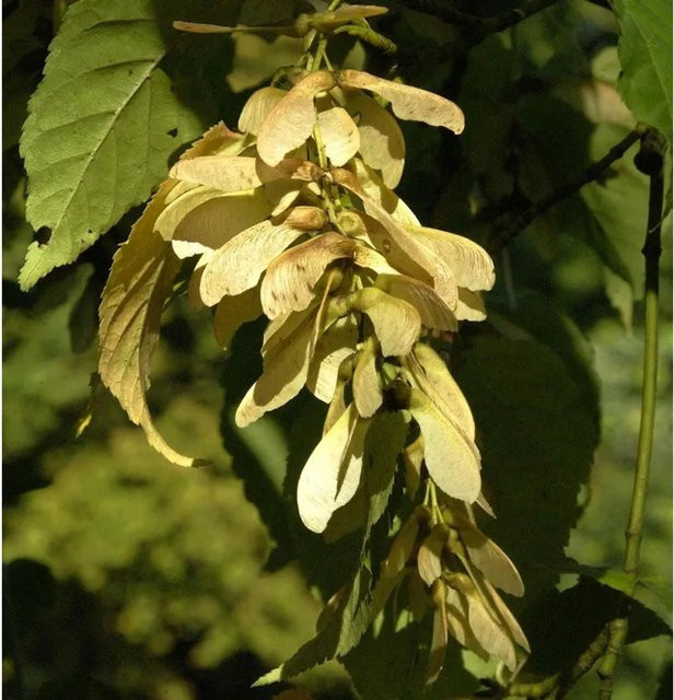 Acer davidii Schlangenhaut Ahorn Baum, Höhe: 60-80 cm - Bild 1