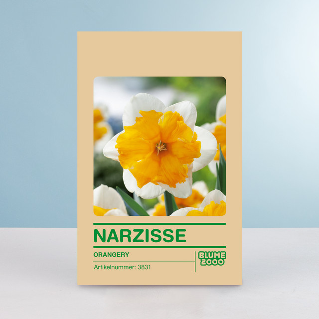 Narzisse Orangery Blumenzwiebeln von BLUME2000, 5 Stück - Bild 1