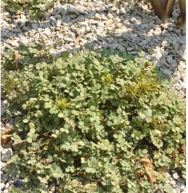 Acaena caesiiglauca Stachelnüßchen Frikart - Grüne Gartenstaude - Bild 1