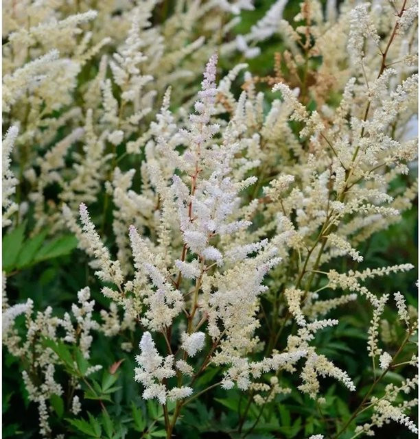 Astilbe japonica Prachtspiere Irrlicht von Nr-01.de als mehrjährige Schnittblume und Bodendecker - Bild 1