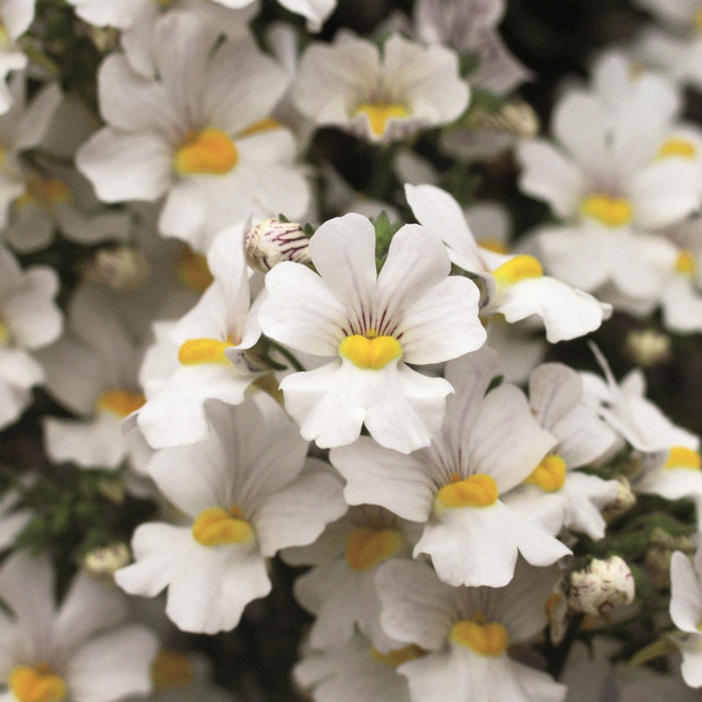 Nemesia Pflanze von BLUME2000, 3 Stück - Bild 1