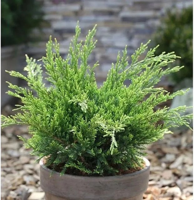 Grüner Strauchwacholder Mint Julep Juniperus media Höhe: 50-60 cm - Bild 1