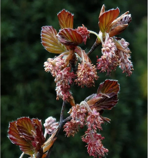 Rotlaubige Buche Long Red Fagus sylvatica als Heckenpflanze für deinen Garten, Höhe: 40-60 cm - Bild 1