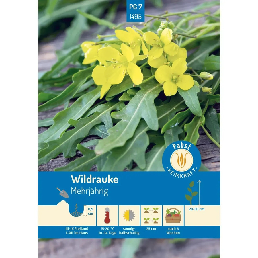 Pabst Keimkraft Wildrauke Rucola Saatgut - Bild 2