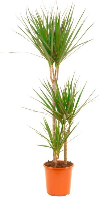 GROW by OBI Drachenbaum Dracaena Marginata 3er Stamm, Grün, Topf Durchmesser: 21 cm - Bild 1