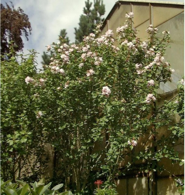 Garteneibisch French Point Hibiscus in Weiß und Rot von Nr-01.de - Bild 1