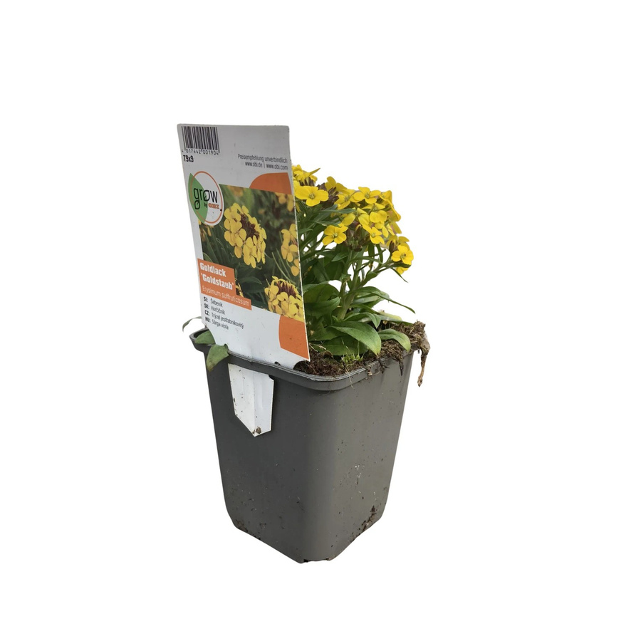 GROW by OBI Erysimum Stauden Goldlack Goldstaub Gelb, Topf-Ø: 9 cm x 9 cm - Bild 2