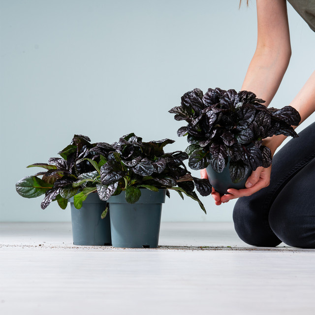 3er Set Rotblättriger Günsel Elmblut Ajuga reptans als pflegeleichter Bodendecker von BLUME2000 - Bild 1