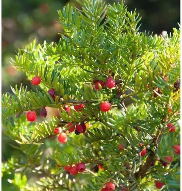 Japanische Zwergeibe Taxus cuspidata Nana von Nr-01.de, grün, Höhe: 25-30 cm - Bild 1