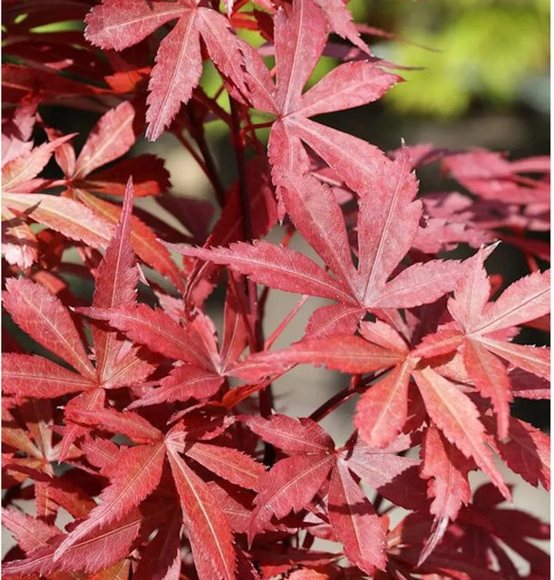 Fächerahorn Beni Otake Acer palmatum rot und grün von Nr-01.de Höhe: 30-40 cm - Bild 1