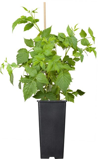 GROW by OBI BIO Himbeere Malling Promise Rubus idaeus im Topf - Bild 1