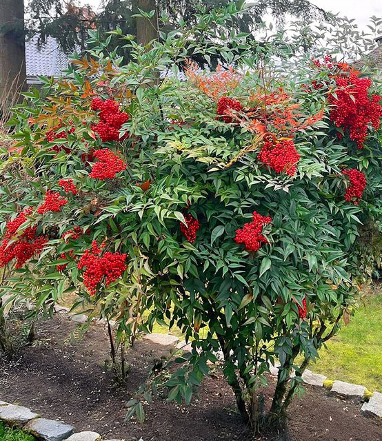 Himmelsbambus Nandina domestica - Bild 1