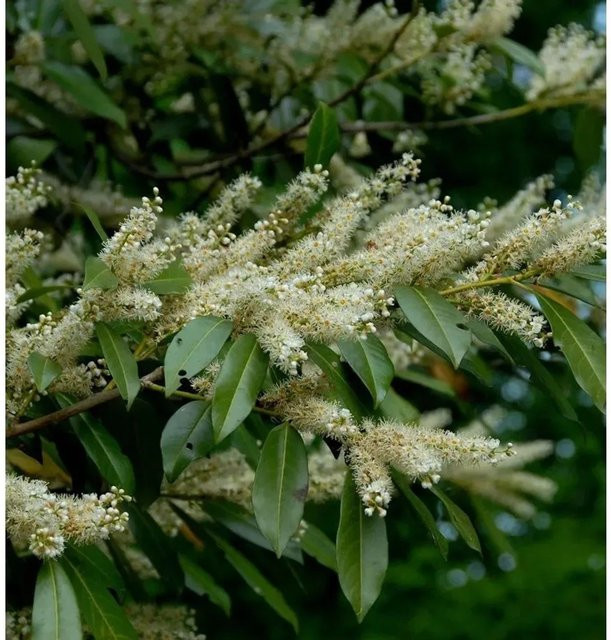 Breitwachsende Lorbeerkirsche Otto Luyken Prunus laurocerasus als Heckenpflanze, 30-40 cm - Bild 1