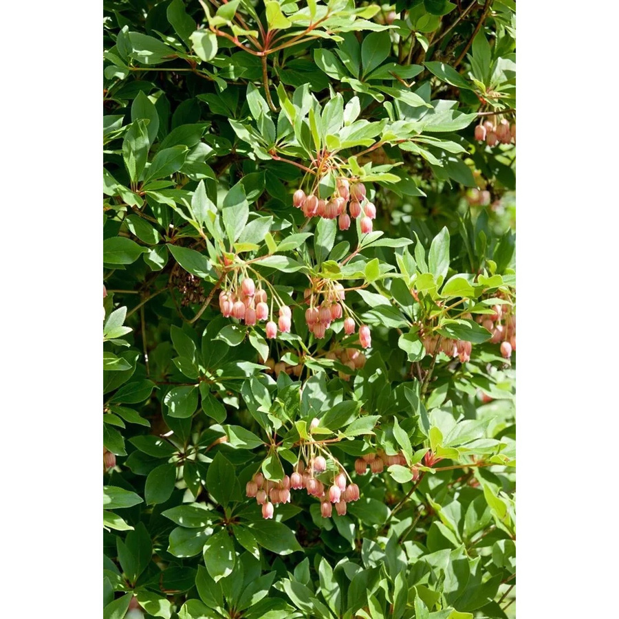 Enkianthus Campanulatus Wallaby Japanischer Fächerstrauch 40–60 cm - Bild 2