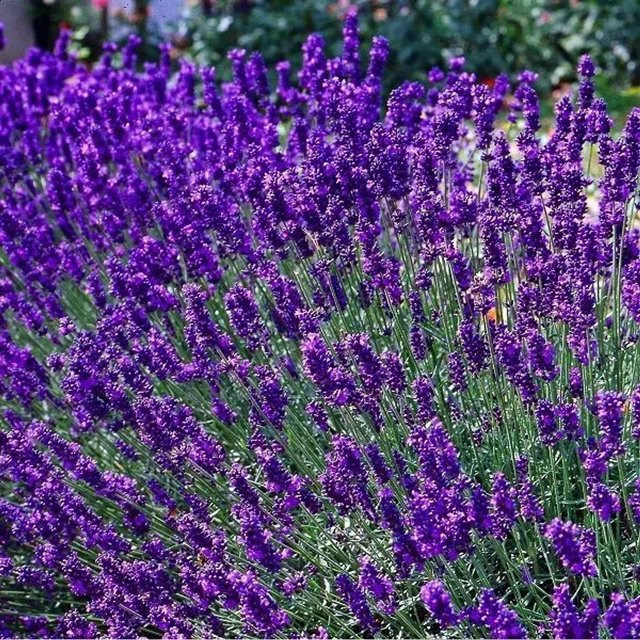 Arborix Lavendel Dwarf Blue Lavandula angustifolia im Container, duftender Zierstrauch in Blau, Violett und Grau - Bild 1
