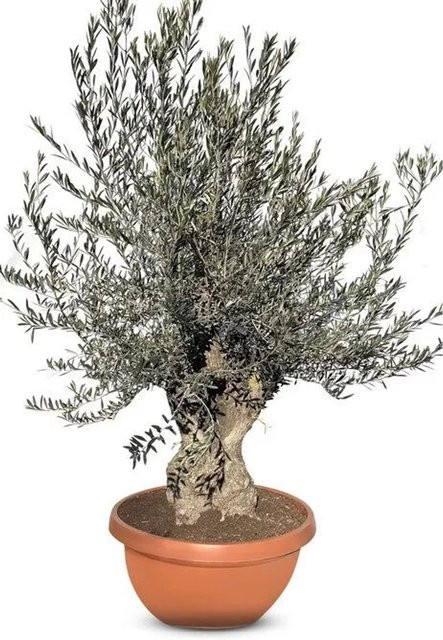 Sunny-Tree Olivenbaum Olea Europaea im Dekotopf, 240 cm hoch, fruchttragend und winterhart - Bild 1
