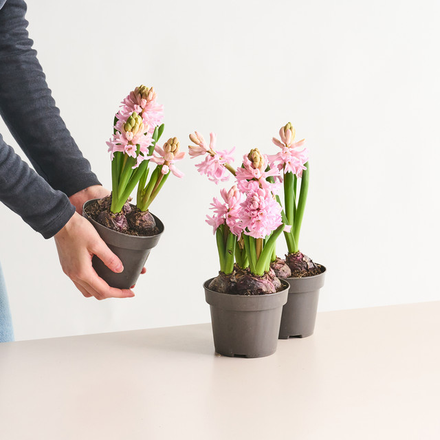 3 Stück Hyazinthen in Rosa von BLUME2000 (Größe L) - Bild 1