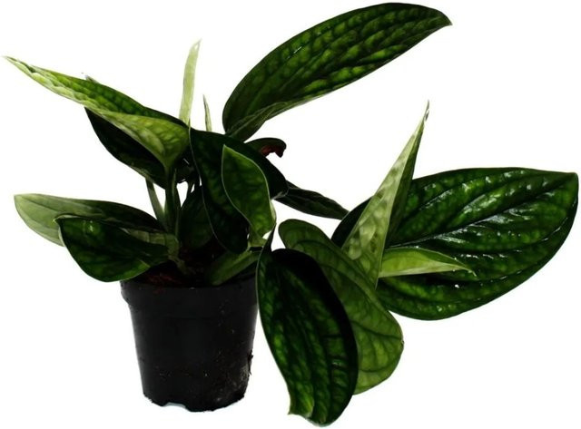 Exotenherz Epipremnum Pinnatum Marble Planet Zimmerpflanze Grün im 12 cm Topf - Bild 1