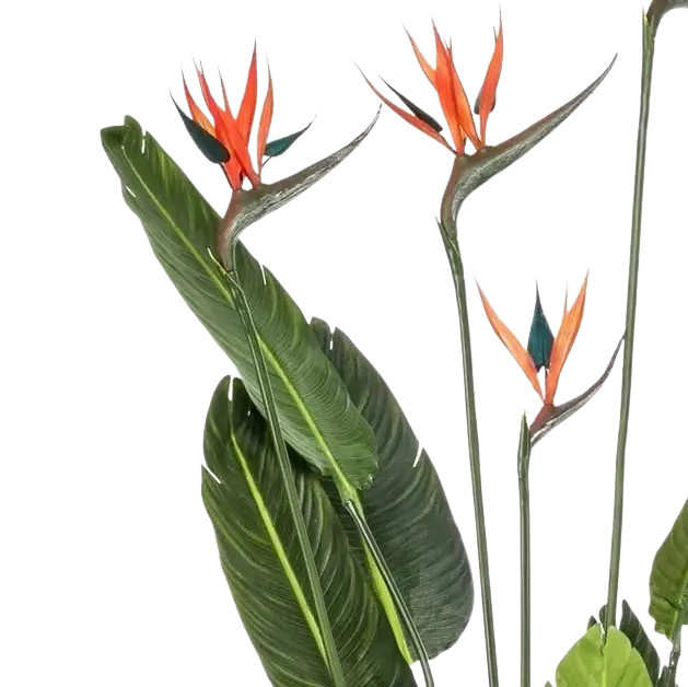 Künstliche Strelitzia Pflanze von artplants in Grün, Höhe: 150 cm - Bild 3