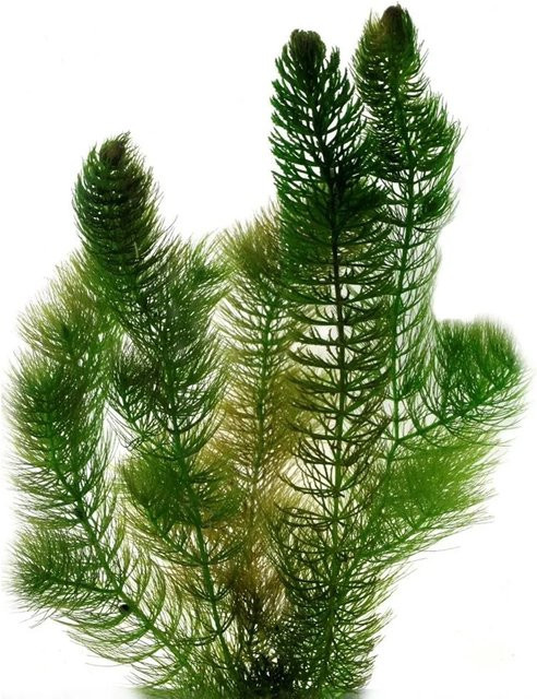 Vdvelde Hornkraut als schwimmende Sauerstoffpflanze für den Teich, 2 l - Bild 1
