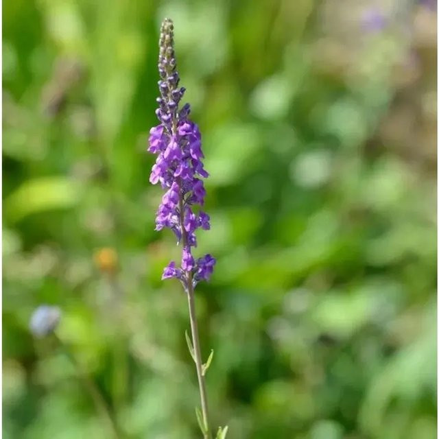 Italienisches Leinkraut Linaria purpurea als mehrjährige Staude in lila, ideal für Stauden- und Naturgärten von Nr-01.de - Bild 1