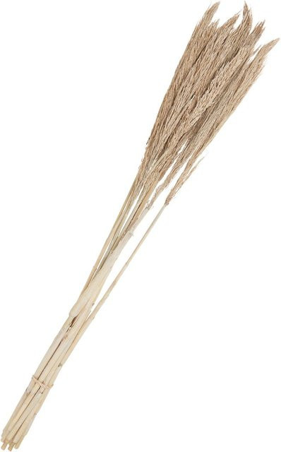 Trockenblumen Sanmuga Grass von Othmar Decorations in Weiß und Beige aus Naturmaterial - Bild 1
