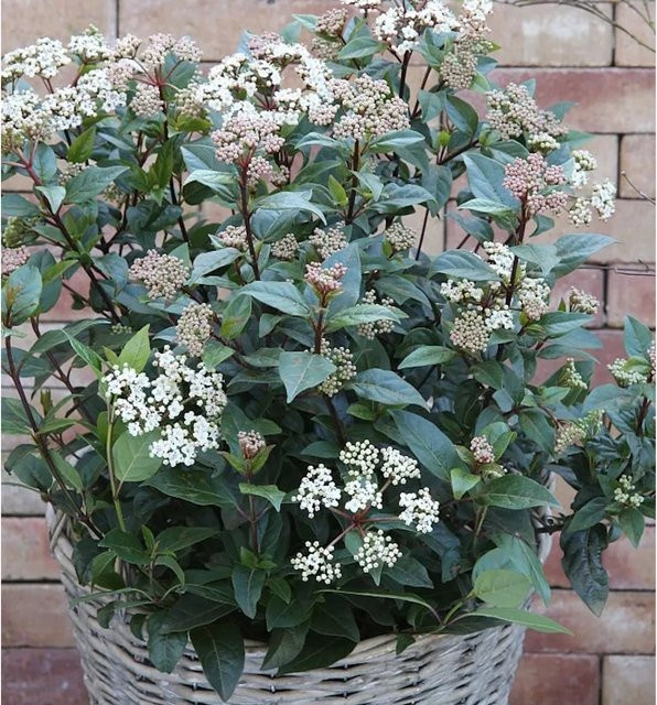 Mittelmeer Schneeball Eve Viburnum tinus von Nr-01.de, Zierstrauch in Weiß und Pink, 40-60 cm - Bild 1