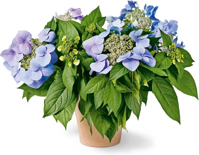 GROW by OBI Hortensie Bloombuster Blau Hydrangea Hybride Kübelpflanze Höhe: 30 - 40 cm - Bild 1