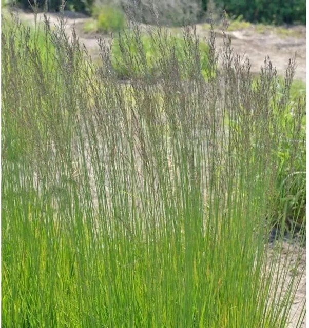 Riesen Pfeifengras Molinia arundinacea als mehrjährige Gartenpflanze in Grün und Goldgelb - Bild 1