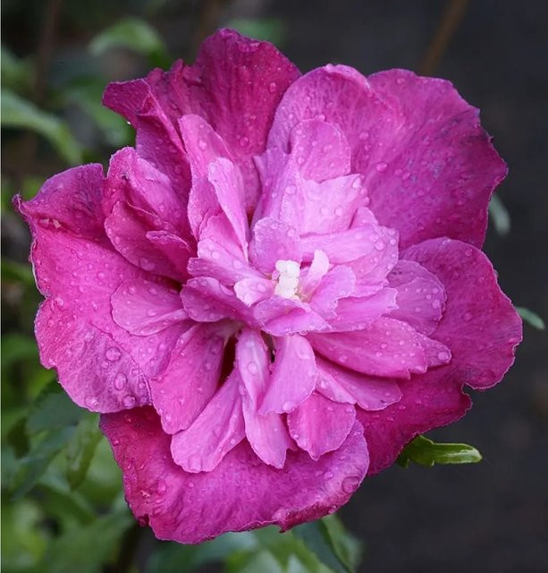 Hibiscus Purple Ruffles Garteneibisch von Nr-01.de in Lila - Bild 1