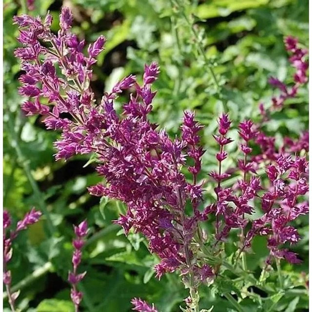 Ziersalbei Schwellenburg Salvia nemorosa lila Staudenpflanze für Staudenbeete und Steingärten - Bild 1