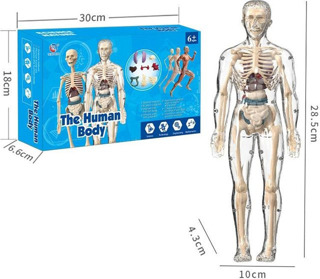 Binchi Fitness Menschliche Organe Modellspielzeug, Anatomie 3D-Modelle, Lernspielzeug - Bild 1