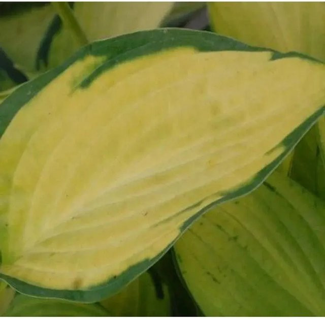Funkie Pauls Glory Hosta cultorum Grüne Solitärpflanze für den Garten - Bild 1