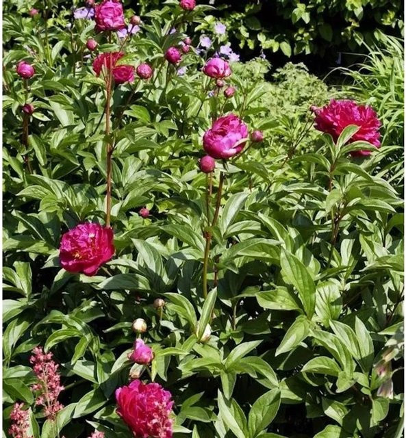 Edelpfingstrose Felix Crousse Paeonia actiflora in Pink als mehrjährige Gartenpflanze - Bild 1