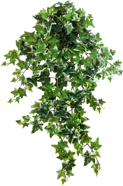 Künstlicher Efeu Alexandra von Aplanta, grün, Höhe: 70 cm - Bild 1