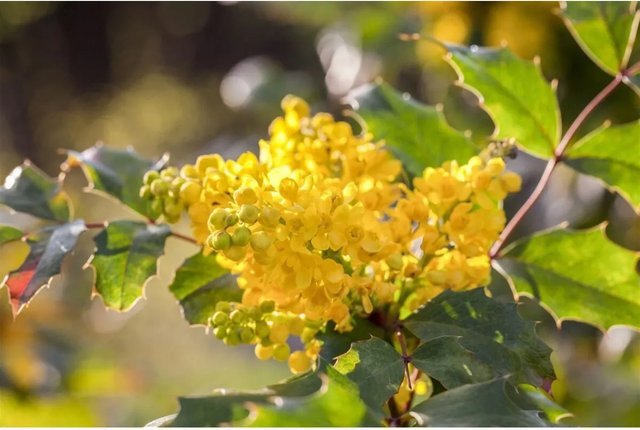 Mahonia Aquifolium Gewöhnliche Mahonie Immergrüner Zierstrauch mit gelben Blüten, Höhe: 30–40 cm - Bild 1