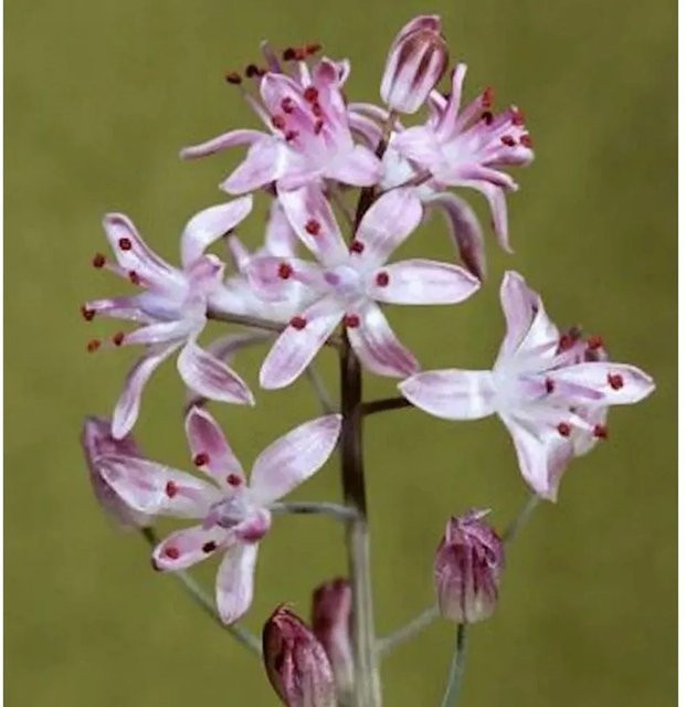 Scilla autumnalis Herbst Blaustern lila Staude für den Garten von Nr-01.de - Bild 1