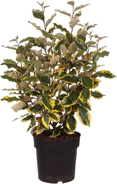 GROW by OBI Silber Ölweide Viveleg Elaeagnus pungens im 4,5l Topf, Höhe: 60 cm - Bild 1