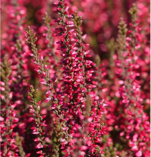 10er Set winterharte Knospenheide Calluna vulgaris Athene in Purple für den Garten - Bild 1