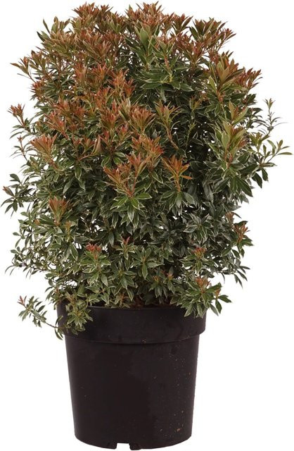 GROW by OBI Schattenglöckchen Little Heath Pieris japonica im 6l Topf, Höhe: 50 cm - Bild 1