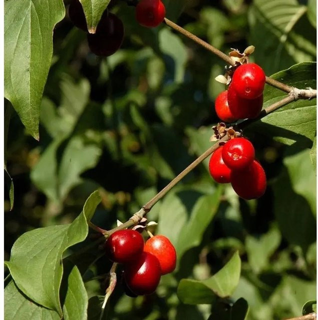 Kornelkirsche Jolico Cornus mas Strauch, Höhe: 100-125 cm - Bild 1