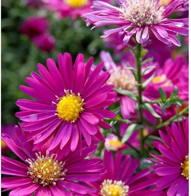 Rauhblattaster Crimson Brocade Aster novae angliae in Rot und Pink - Bild 1