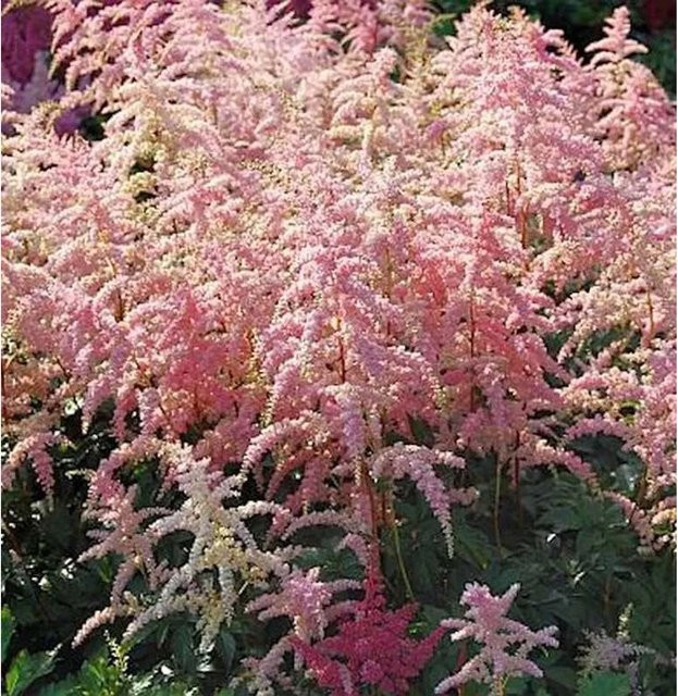 Astilbe arendsii Bressingham Beauty Prachtspiere in Pink als Bodendecker und Schnittblume - Bild 1