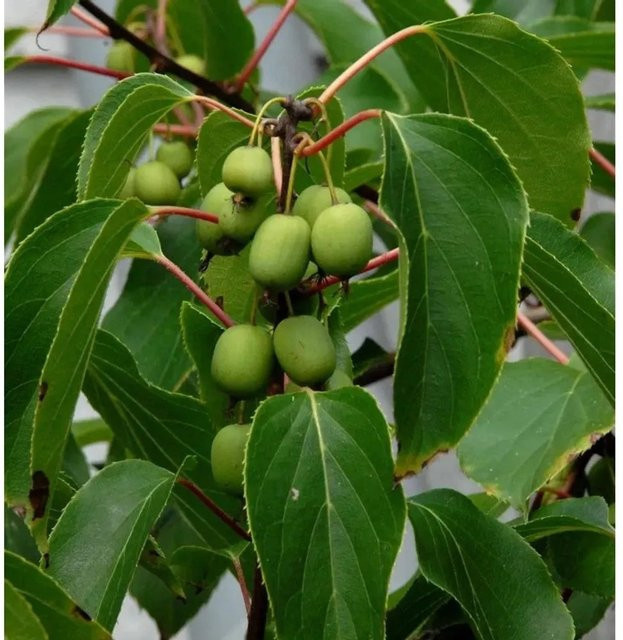 Actinidia arguta Kiwi Kletterstrauch von Nr-01.de, grün, 60-80 cm - Bild 1
